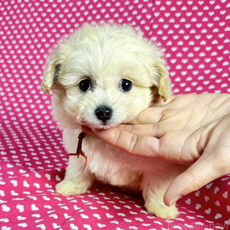 販売中の北海道のポメプー:ポメラニアン×トイプードル-435416の1枚目