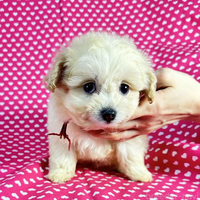 販売中の北海道のポメプー:ポメラニアン×トイプードル-435416の4枚目