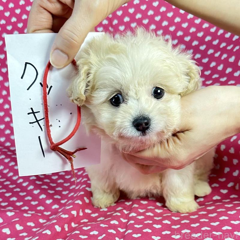 販売中の北海道のポメプー:ポメラニアン×トイプードル-435416の3枚目