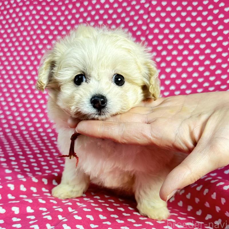 販売中の北海道のポメプー:ポメラニアン×トイプードル-435416の2枚目