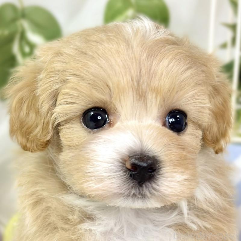 販売中の滋賀県のマルプー:マルチーズ×トイプードル-435418の1枚目