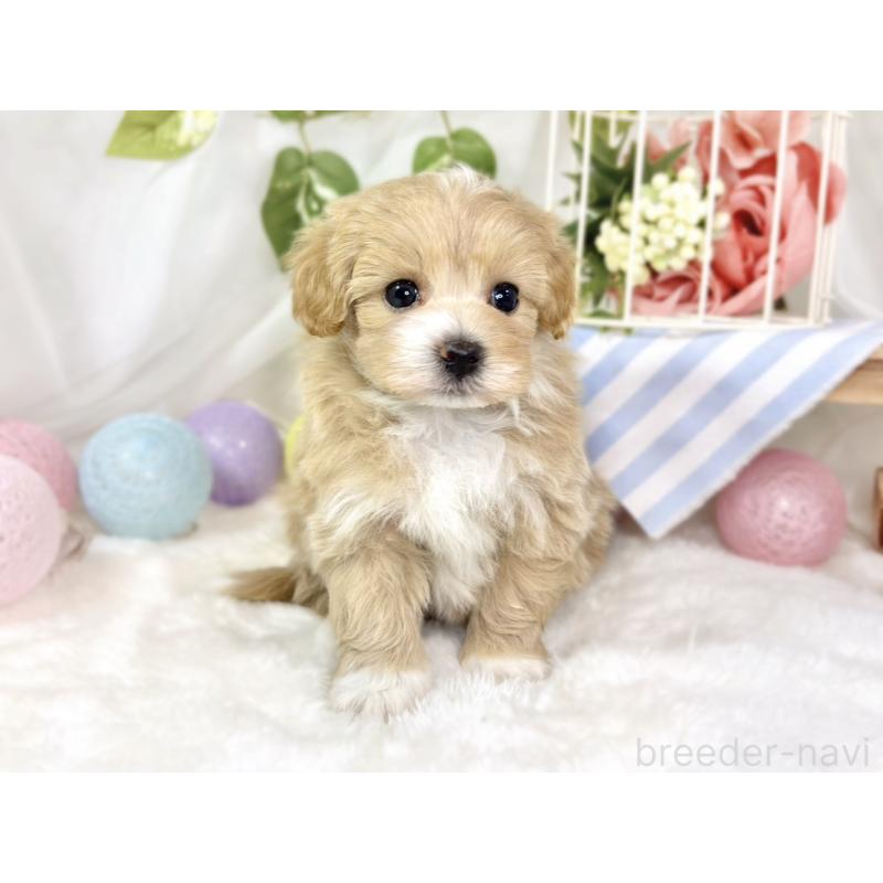 販売中の滋賀県のマルプー:マルチーズ×トイプードル-435418の4枚目