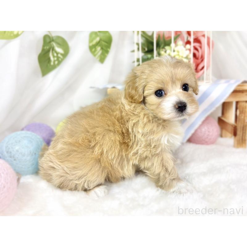 販売中の滋賀県のマルプー:マルチーズ×トイプードル-435418の3枚目