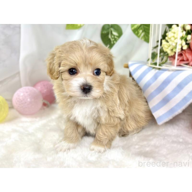 販売中の滋賀県のマルプー:マルチーズ×トイプードル-435418の2枚目