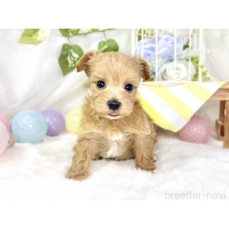 販売中の滋賀県のマルプー:マルチーズ×トイプードル-435420の4枚目