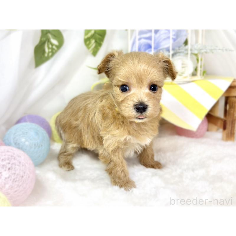 販売中の滋賀県のマルプー:マルチーズ×トイプードル-435420の3枚目