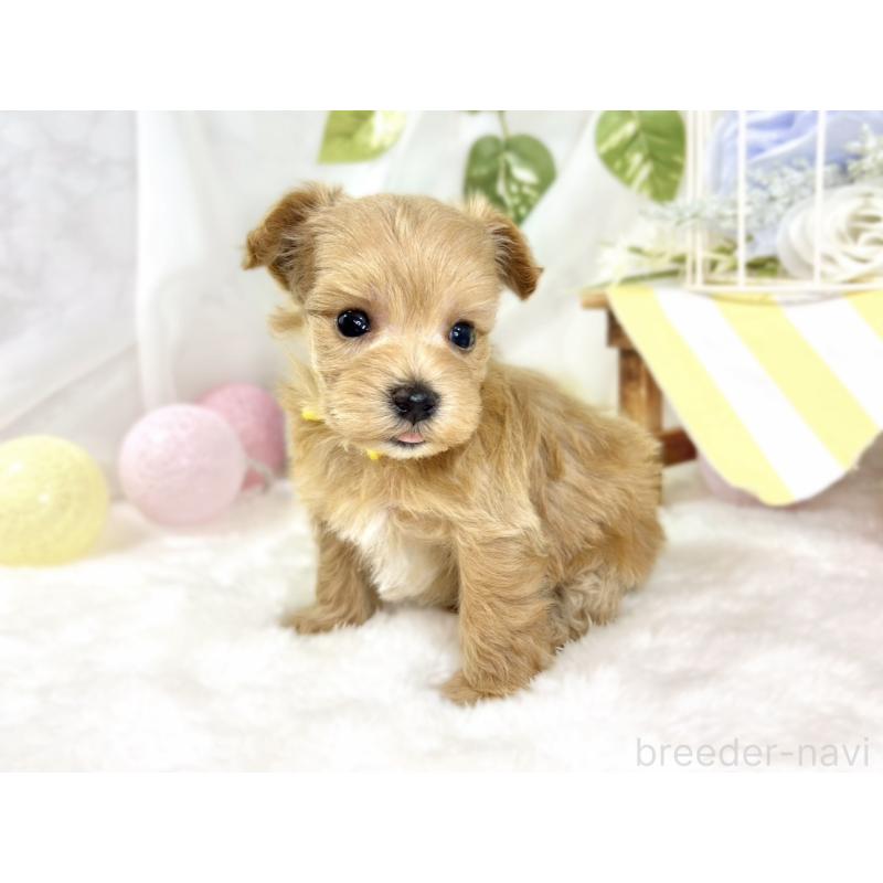 販売中の滋賀県のマルプー:マルチーズ×トイプードル-435420の2枚目