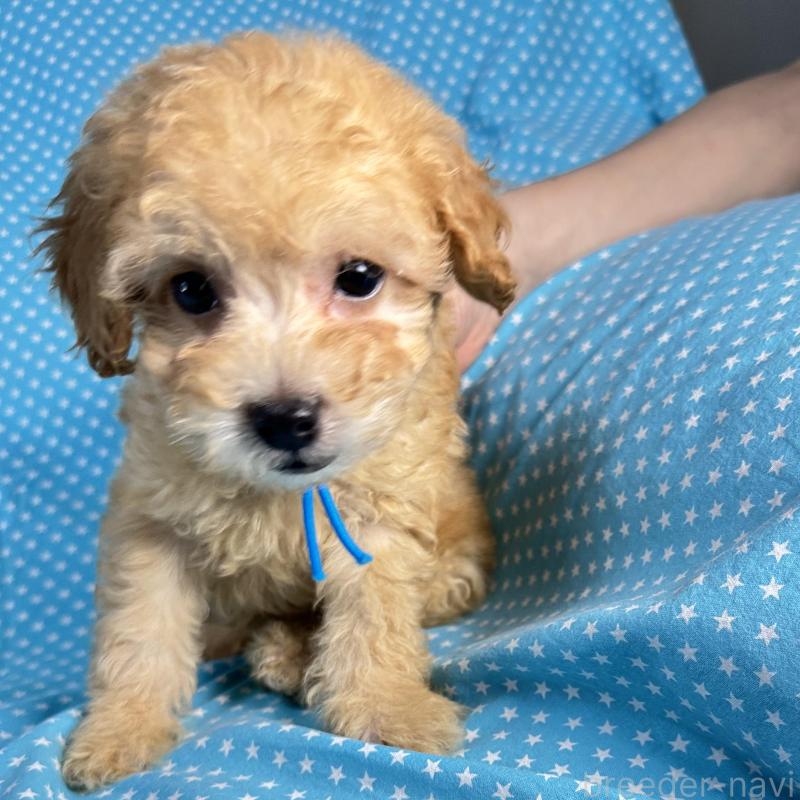 販売中の北海道のタイニープードル-435421の3枚目