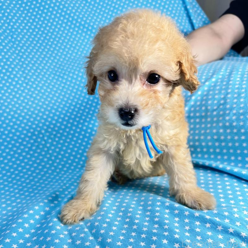 販売中の北海道のタイニープードル-435421の2枚目