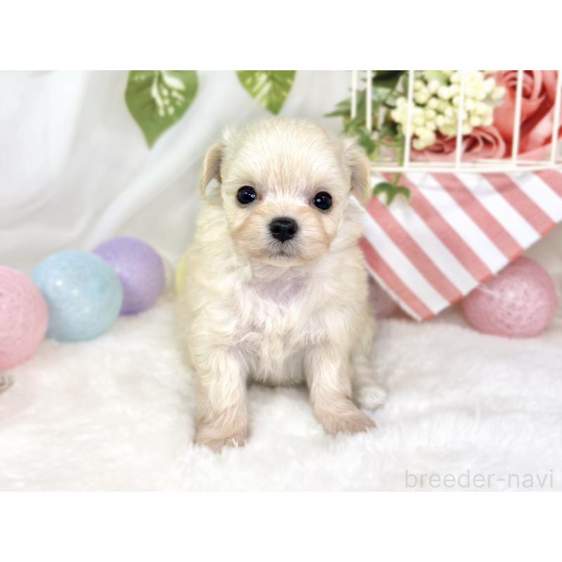 販売中の滋賀県のチワプー:チワワ×トイプードル-435423の4枚目