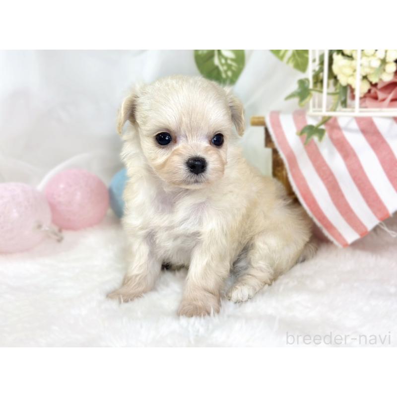 販売中の滋賀県のチワプー:チワワ×トイプードル-435423の3枚目