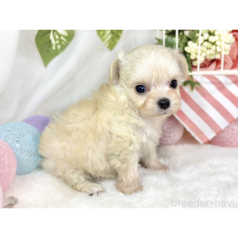 販売中の滋賀県のチワプー:チワワ×トイプードル-435423の2枚目