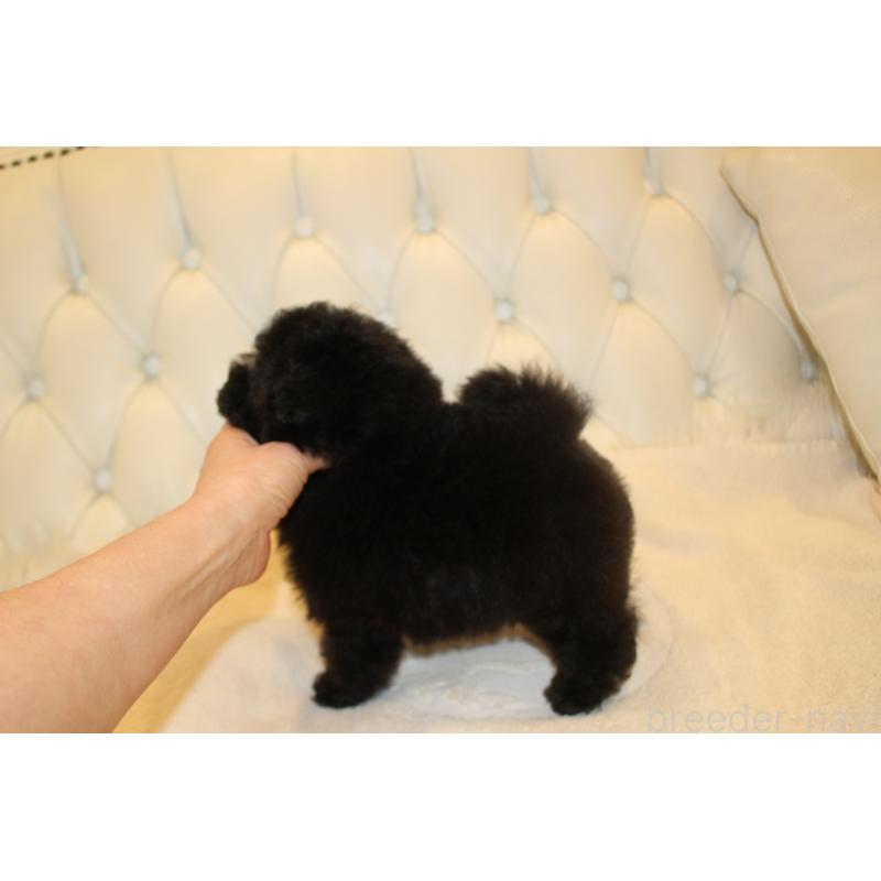 販売中の東京都のティーカッププードル-435425の2枚目