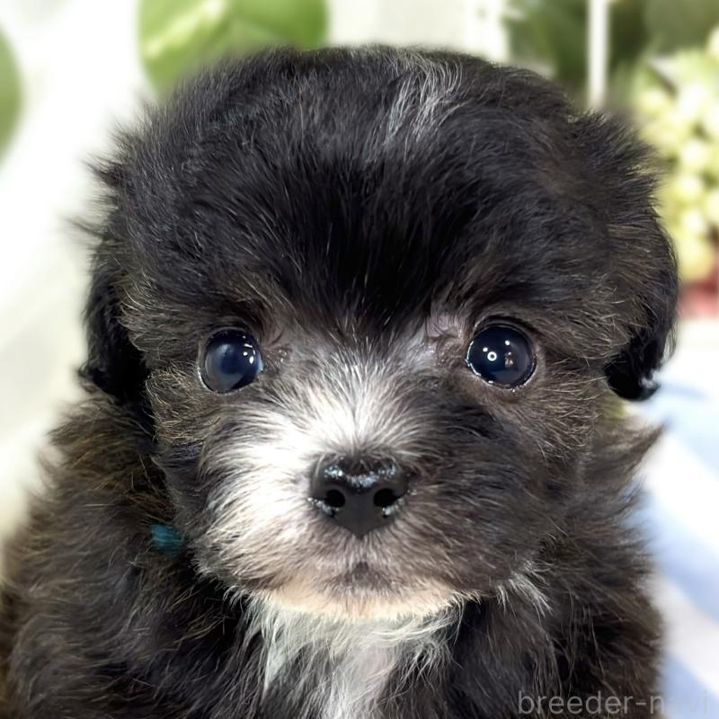 販売中の滋賀県のチワプー:チワワ×トイプードル-435424