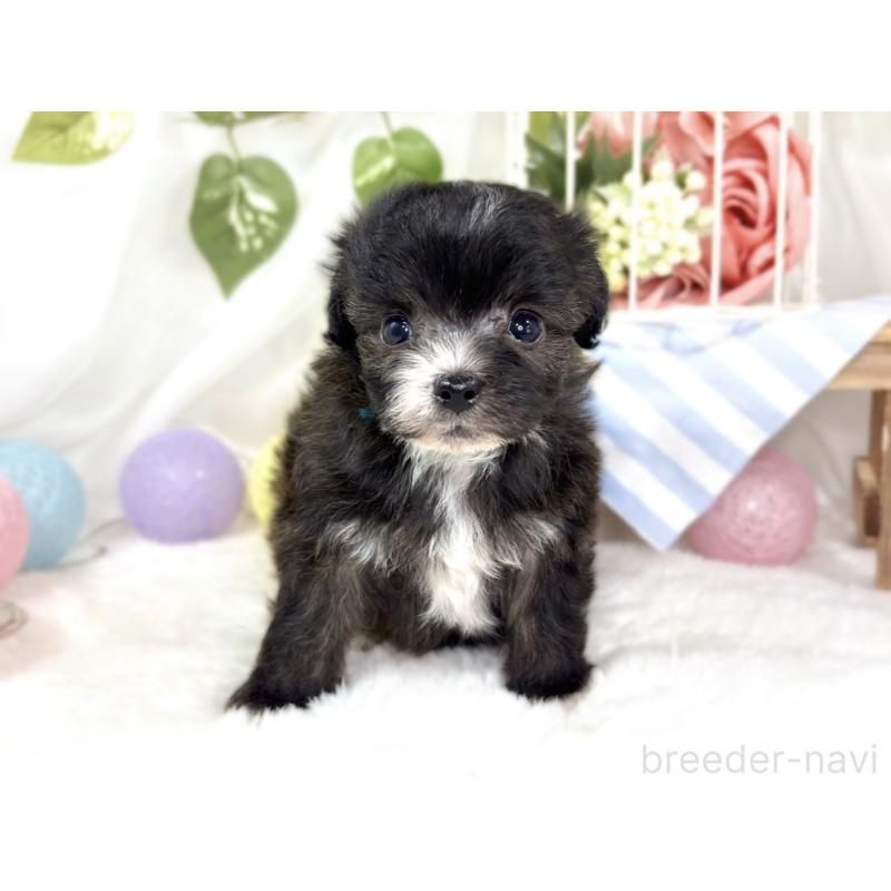 販売中の滋賀県のチワプー:チワワ×トイプードル-435424の4枚目