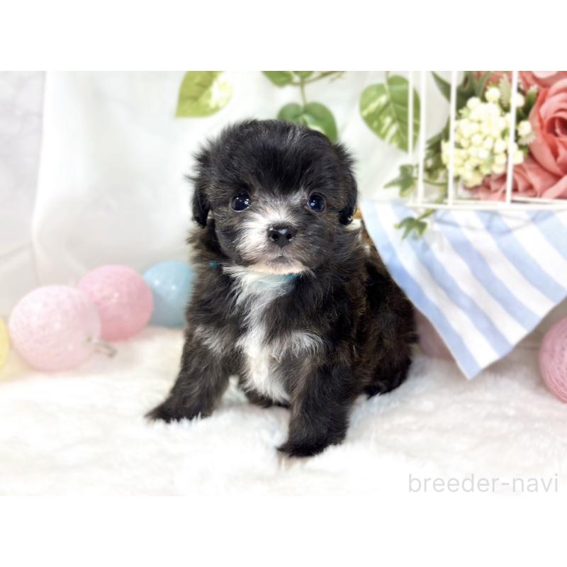 販売中の滋賀県のチワプー:チワワ×トイプードル-435424の3枚目