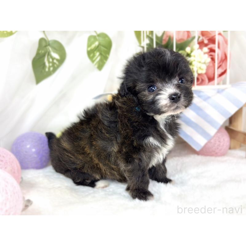 販売中の滋賀県のチワプー:チワワ×トイプードル-435424の2枚目