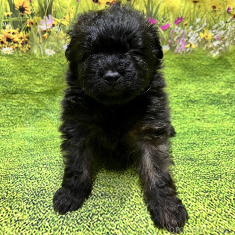 販売中の栃木県のポメプー:ポメラニアン×トイプードル-435426の1枚目