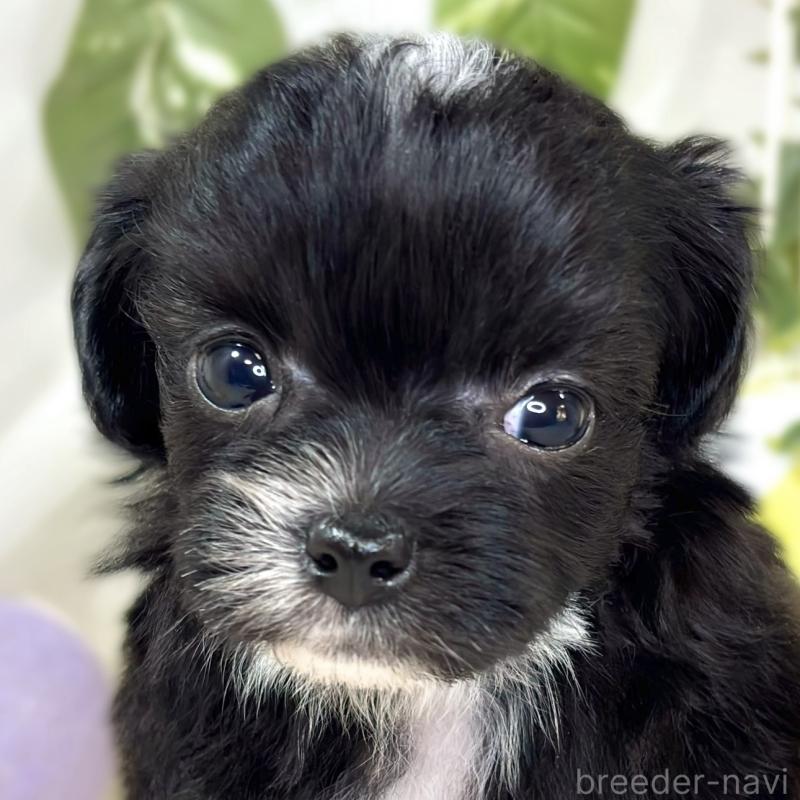 販売中の滋賀県のチワプー:チワワ×トイプードル-435427