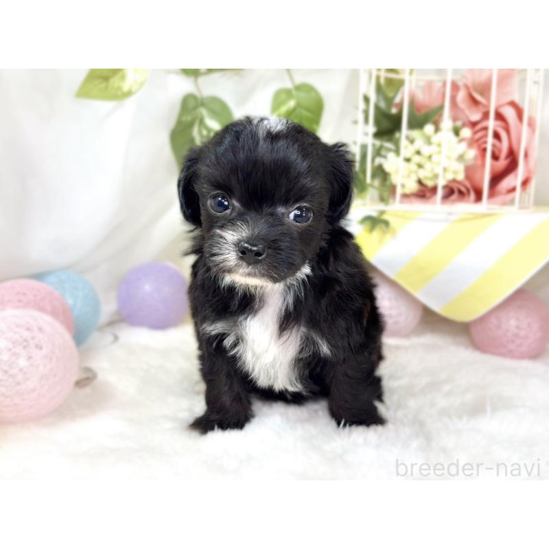 販売中の滋賀県のチワプー:チワワ×トイプードル-435427の4枚目