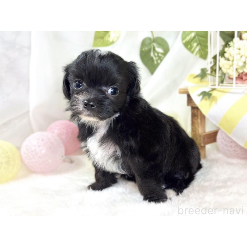 販売中の滋賀県のチワプー:チワワ×トイプードル-435427の3枚目