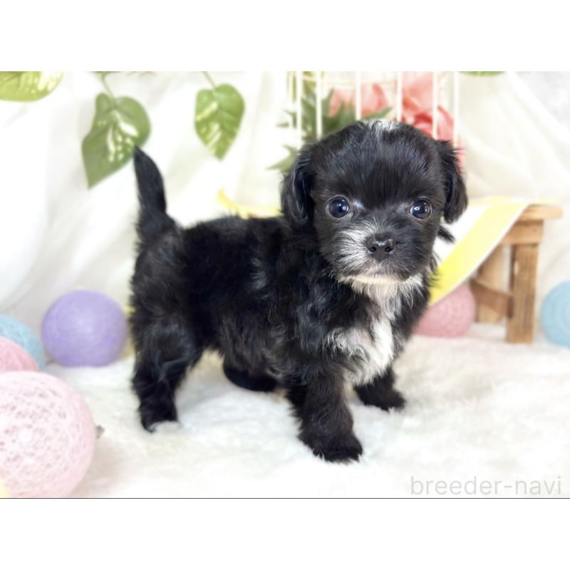 販売中の滋賀県のチワプー:チワワ×トイプードル-435427の2枚目