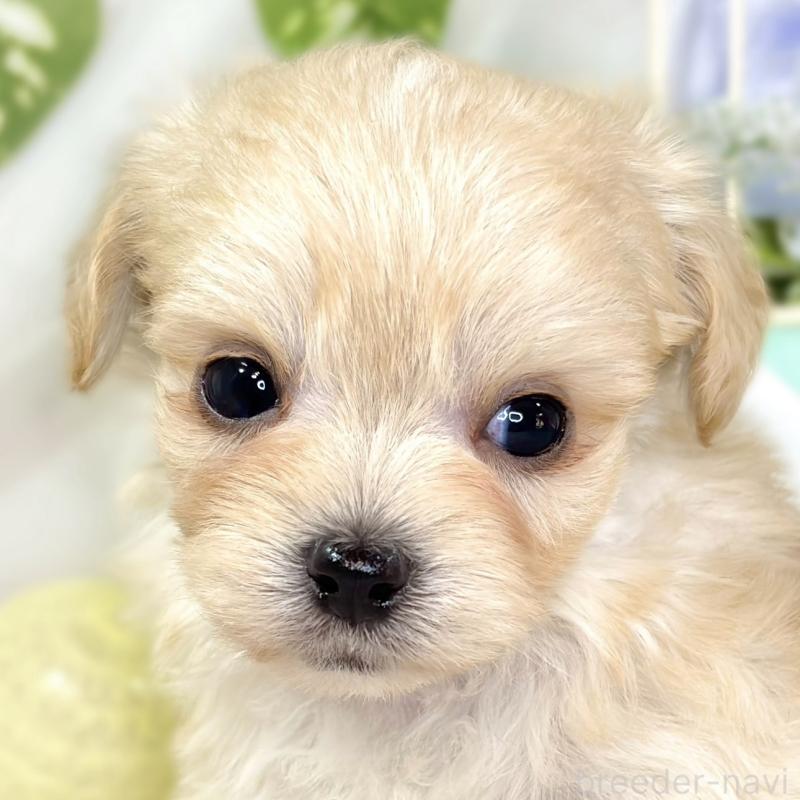 販売中の滋賀県のチワプー:チワワ×トイプードル-435428