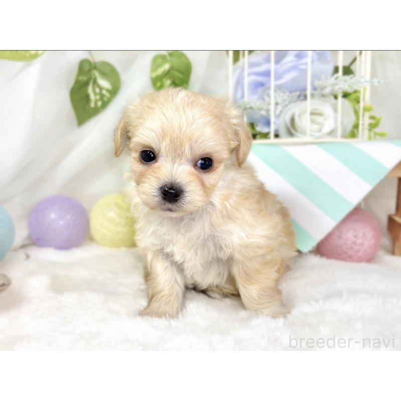 販売中の滋賀県のチワプー:チワワ×トイプードル-435428の4枚目