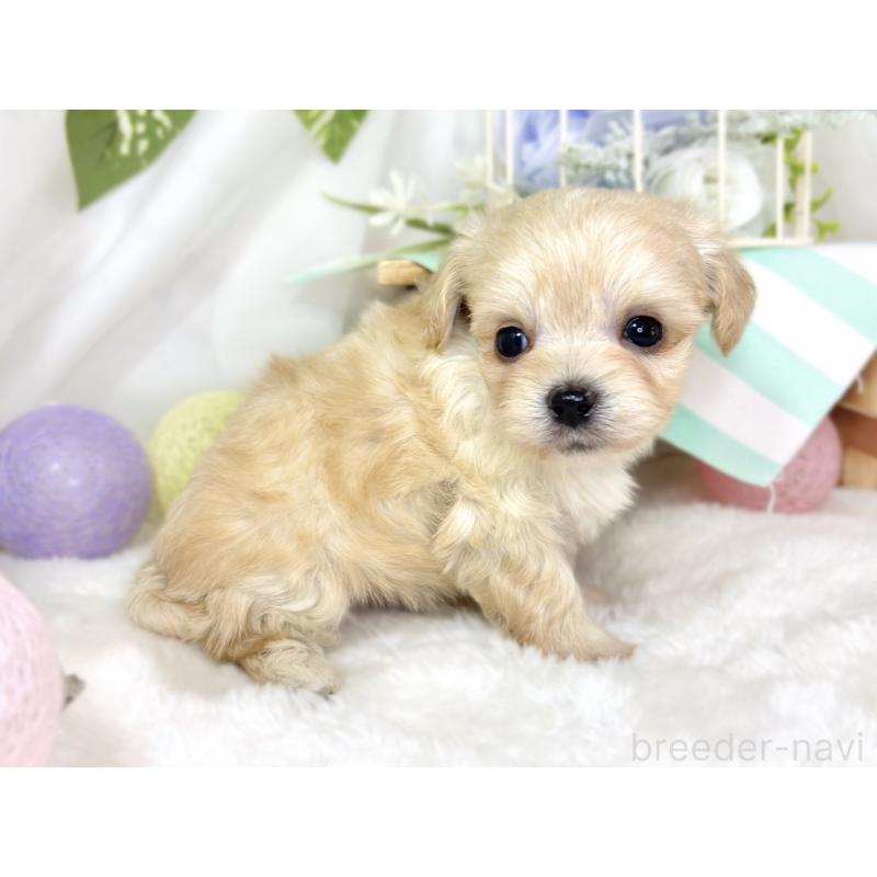 販売中の滋賀県のチワプー:チワワ×トイプードル-435428の3枚目