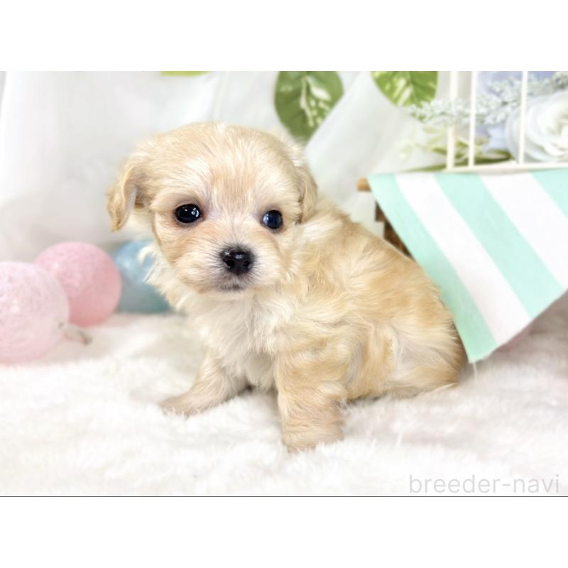 販売中の滋賀県のチワプー:チワワ×トイプードル-435428の2枚目