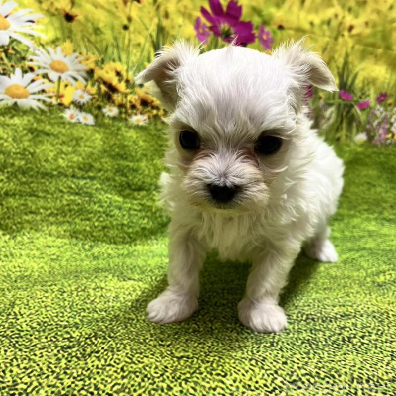 販売中の栃木県のマルチーズ-435429