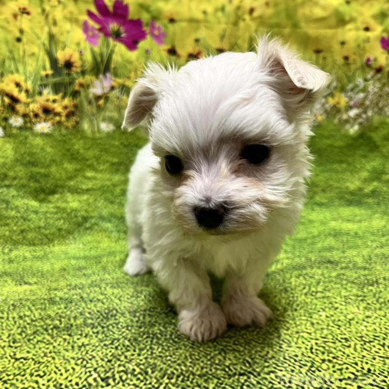 販売中の栃木県のマルチーズ-435430