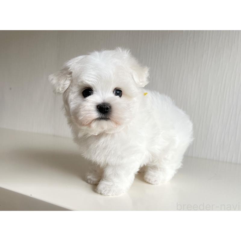 販売中の富山県のマルチーズ-427485の5枚目