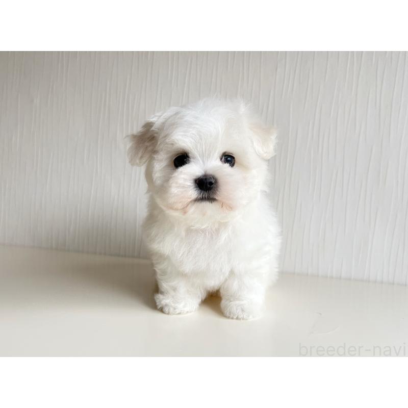 販売中の富山県のマルチーズ-427485の4枚目