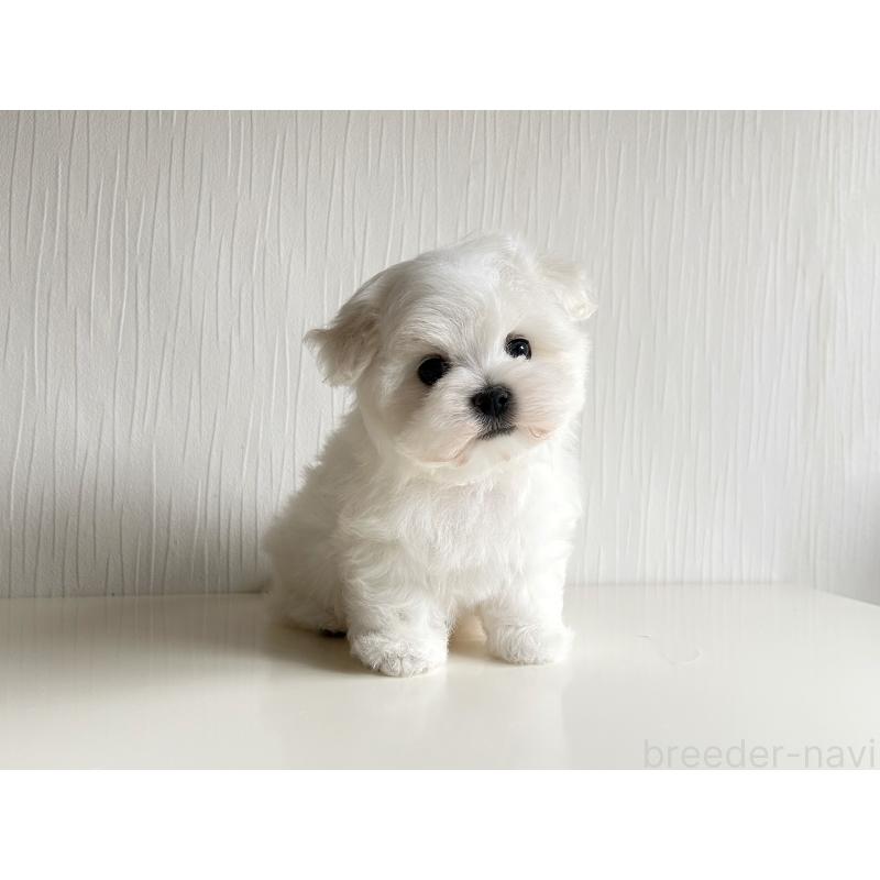 販売中の富山県のマルチーズ-427485の3枚目