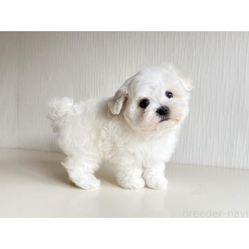 販売中の富山県のマルチーズ-427485の2枚目