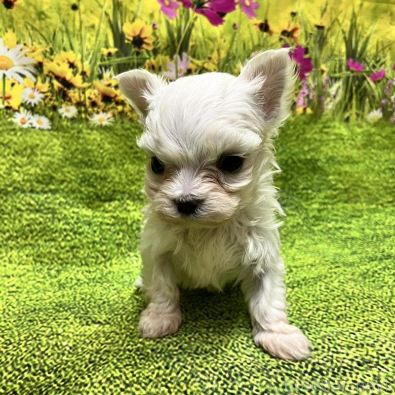 販売中の栃木県のマルチーズ-435431の1枚目