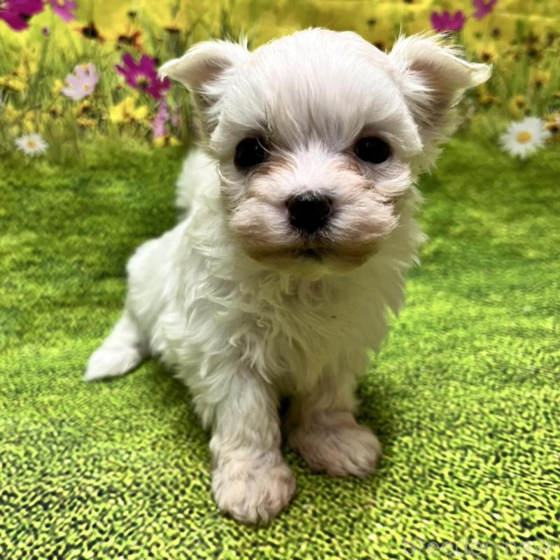 販売中の栃木県のマルチーズ-435432