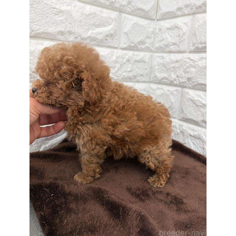 販売中の熊本県のティーカッププードル-435433の2枚目