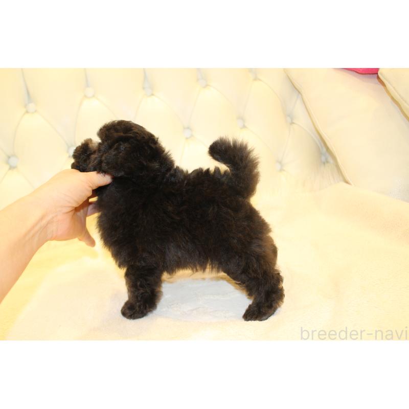 販売中の東京都のタイニープードル-435434の3枚目