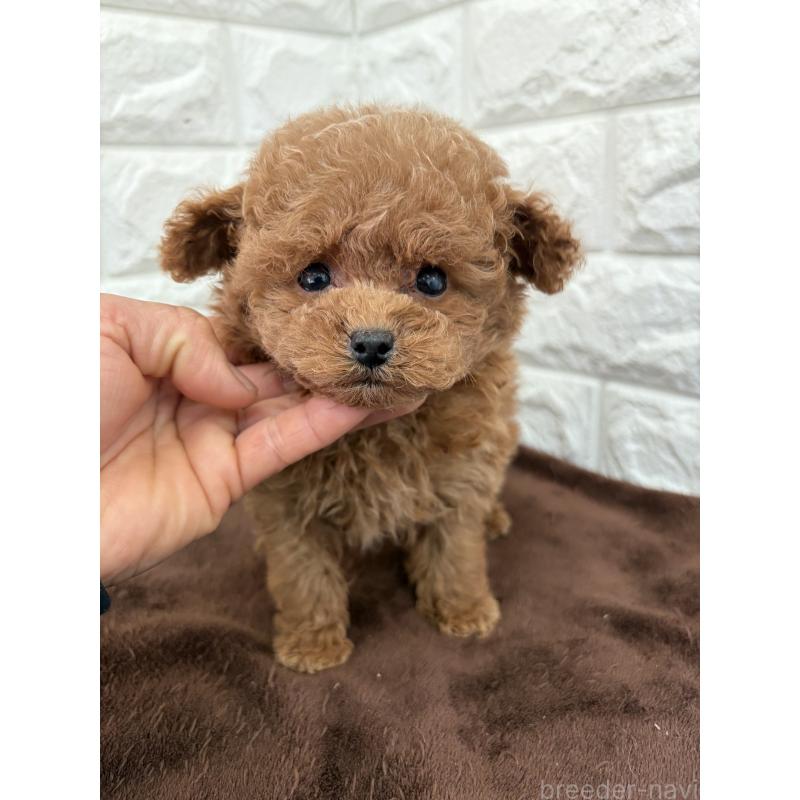 販売中の千葉県のティーカッププードル-435435の3枚目