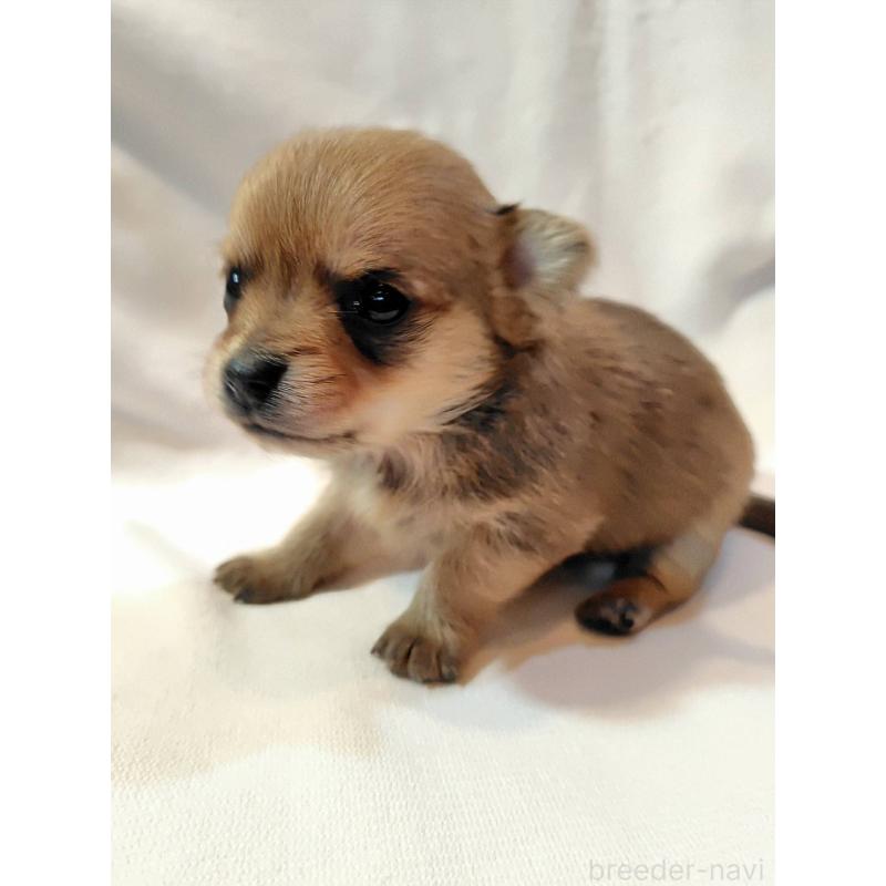 販売中の東京都のヨーチー:ヨークシャーテリア×チワワ-435436の2枚目