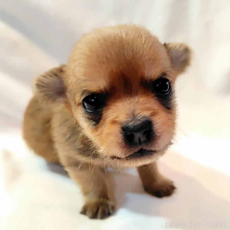 販売中の東京都のヨーチー:ヨークシャーテリア×チワワ-435436