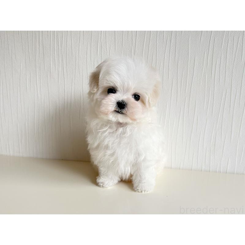 販売中の富山県のマルチーズ-426814の8枚目