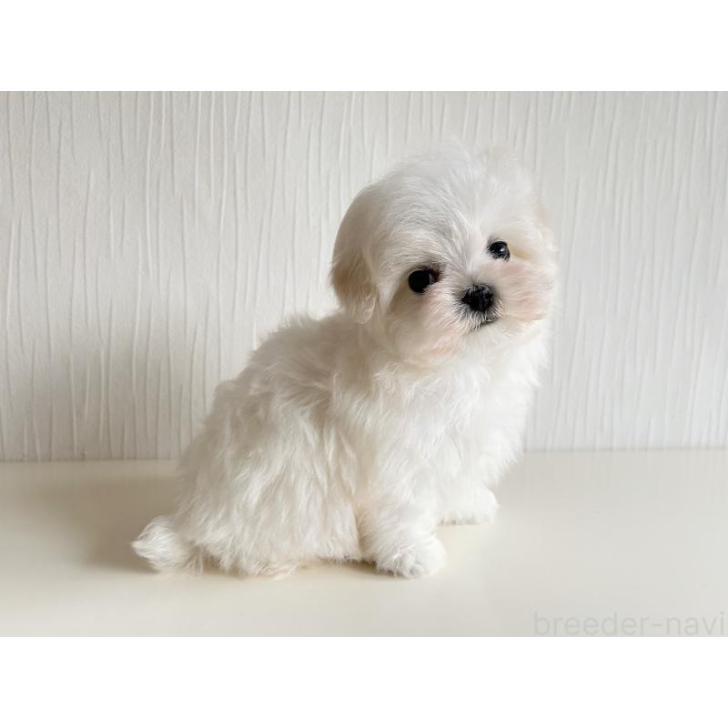 販売中の富山県のマルチーズ-426814の7枚目