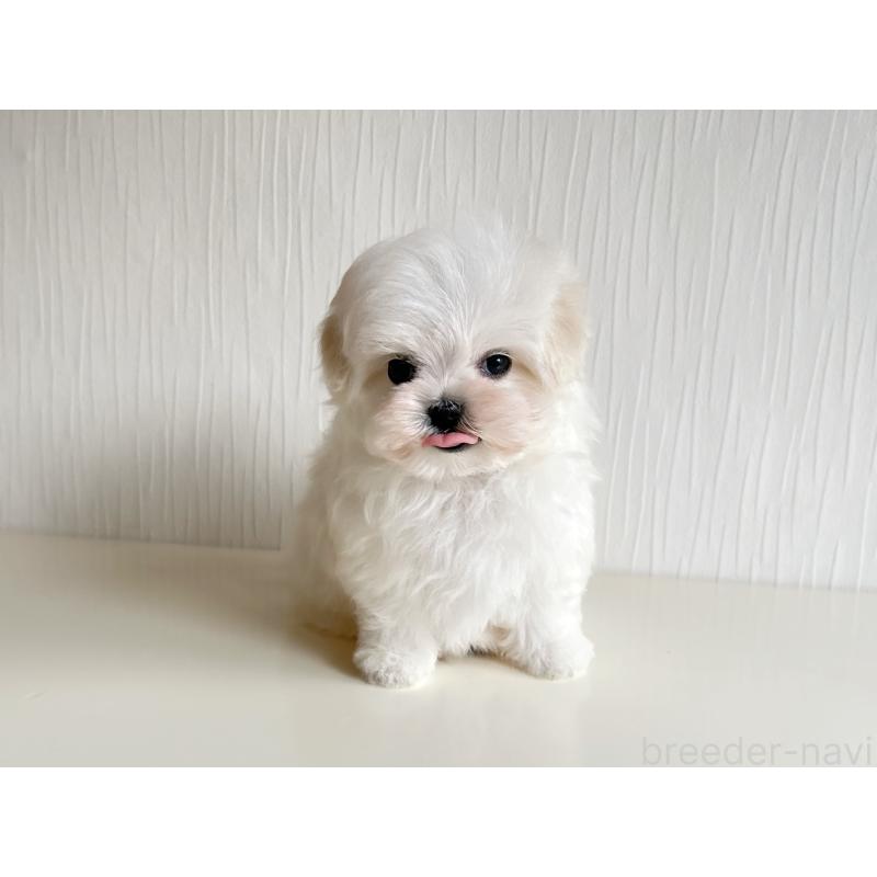 販売中の富山県のマルチーズ-426814の5枚目