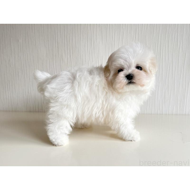 販売中の富山県のマルチーズ-426814の3枚目