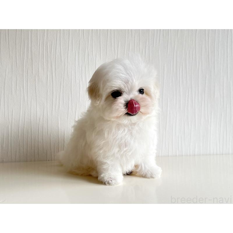 販売中の富山県のマルチーズ-426814の2枚目