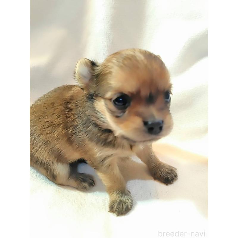 販売中の東京都のヨーチー:ヨークシャーテリア×チワワ-435438の2枚目