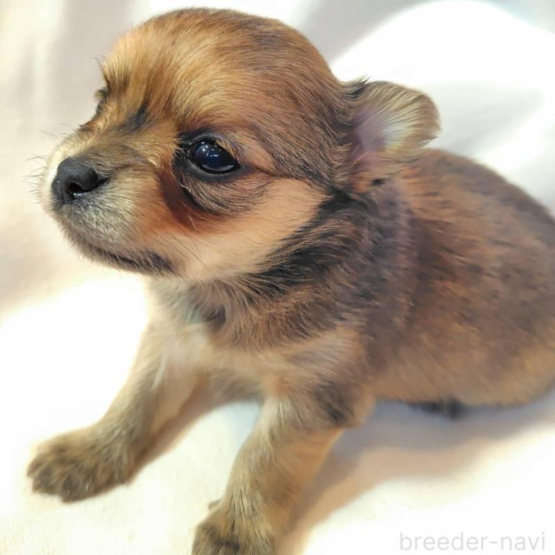 販売中の東京都のヨーチー:ヨークシャーテリア×チワワ-435438